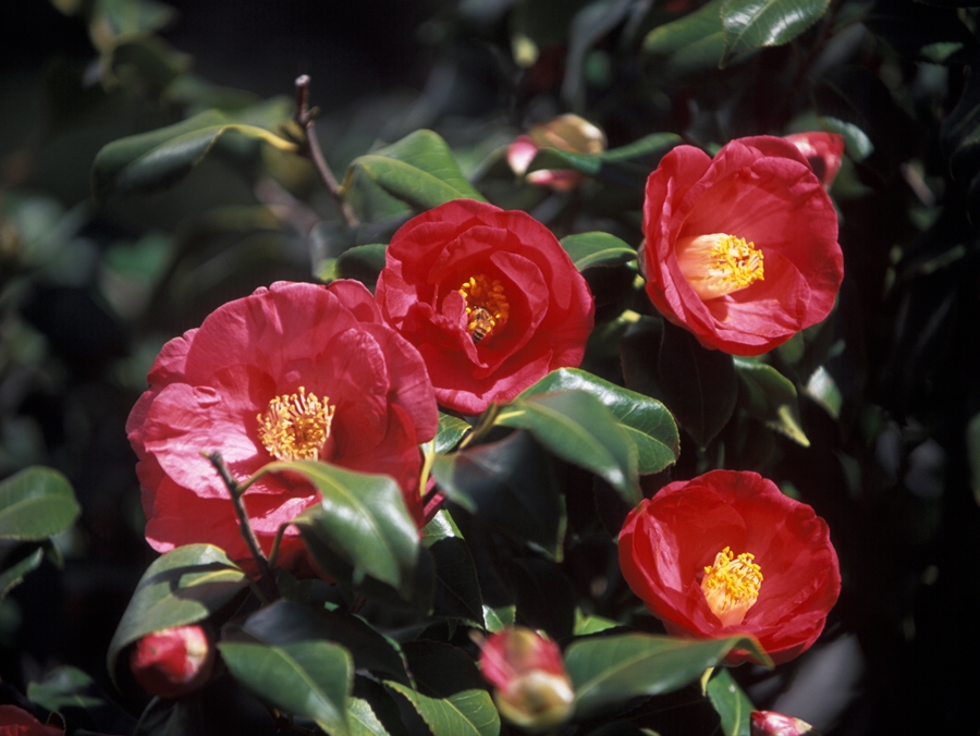 동백섬 내 동백꽃-국제신문